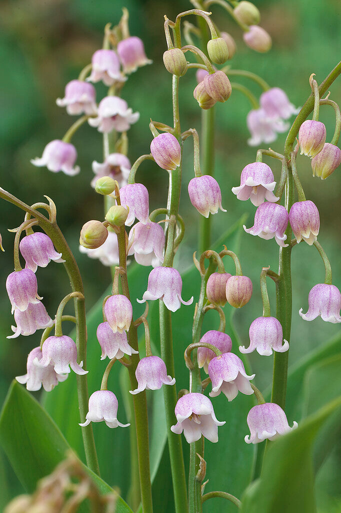 Liljekonvall-Convallaria Majalis Rosa 3-pakning